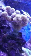 [TodoMarino.com] Cambio pieza de stylophora milka