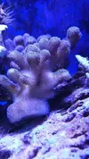 [TodoMarino.com] Cambio pieza de stylophora milka