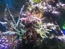 [TodoMarino.com] Vendo  corales por desmonte ( chiclana, cadiz) - Chiclana