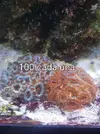 [TodoMarino.com] Vendo  corales por desmonte ( chiclana, cadiz) - Chiclana