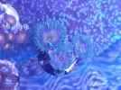 [TodoMarino.com] Intercambio zoos,zona bcn, Sant Cugat del Valles