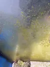 [TodoMarino.com] Explosión de plaga de algas