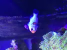 [TodoMarino.com] Amphipriom ocelaris platinum - Vigo