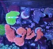 [TodoMarino.com] Esquejes SPS, montiporas, Euphilias y algunos zoas. MURCIA capital - Murcia