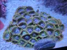 [TodoMarino.com] Esquejes SPS, montiporas, Euphilias y algunos zoas. MURCIA capital - Murcia