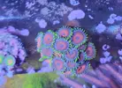 [TodoMarino.com] Esquejes SPS, montiporas, Euphilias y algunos zoas. MURCIA capital - Murcia