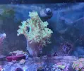 [TodoMarino.com] Esquejes SPS, montiporas, Euphilias y algunos zoas. MURCIA capital - Murcia
