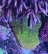 [TodoMarino.com] Esquejes SPS, montiporas, Euphilias y algunos zoas. MURCIA capital - Murcia