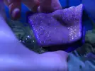 [TodoMarino.com] Vendo Pack Indivisible Blastomusa y Montipora Purple-Blue - Vigo y envíos
