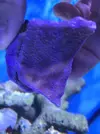 [TodoMarino.com] Vendo Pack Indivisible Blastomusa y Montipora Purple-Blue - Vigo y envíos