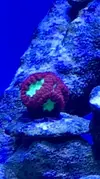 [TodoMarino.com] Vendo Pack Indivisible Blastomusa y Montipora Purple-Blue - Vigo y envíos