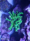 [TodoMarino.com] Identificar acropora
