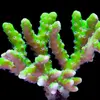 [TodoMarino.com] Identificar acropora