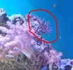 [TodoMarino.com] Aitapsia??
