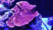 [TodoMarino.com] Montipora Capricornis roja XXL - Parla (Madrid)
