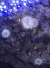 [TodoMarino.com] Cambio anemonitas cuadricolor por otro coral (SABADELL)