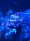 [TodoMarino.com] Montipora  blanca