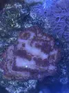 [TodoMarino.com] Montipora  blanca
