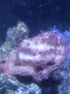 [TodoMarino.com] Montipora  blanca