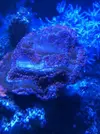 [TodoMarino.com] Montipora  blanca
