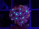 [TodoMarino.com] Euphillia ancora, zoanthus varios, daisy polyps- Alcalá de Henares-Los Santos de la Humosa