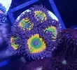 [TodoMarino.com] Euphillia ancora, zoanthus varios, daisy polyps- Alcalá de Henares-Los Santos de la Humosa