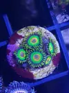 [TodoMarino.com] Euphillia ancora, zoanthus varios, daisy polyps- Alcalá de Henares-Los Santos de la Humosa