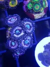 [TodoMarino.com] Euphillia ancora, zoanthus varios, daisy polyps- Alcalá de Henares-Los Santos de la Humosa
