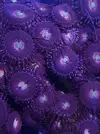 [TodoMarino.com] Euphillia ancora, zoanthus varios, daisy polyps- Alcalá de Henares-Los Santos de la Humosa