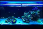 [TodoMarino.com] Ventino's reef
