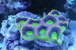 [TodoMarino.com] Ventino's reef