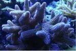 [TodoMarino.com] Ventino's reef