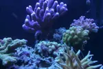 [TodoMarino.com] Ventino's reef