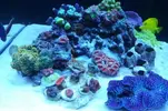 [TodoMarino.com] Ventino's reef