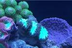 [TodoMarino.com] Ventino's reef