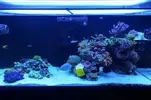[TodoMarino.com] Ventino's reef