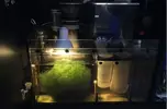 [TodoMarino.com] Ventino's reef