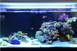 [TodoMarino.com] Ventino's reef
