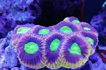 [TodoMarino.com] Ventino's reef