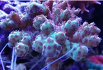 [TodoMarino.com] Ventino's reef