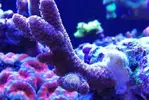 [TodoMarino.com] Ventino's reef