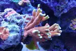 [TodoMarino.com] Ventino's reef