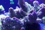 [TodoMarino.com] Ventino's reef