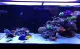 [TodoMarino.com] Ventino's reef
