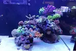 [TodoMarino.com] Ventino's reef