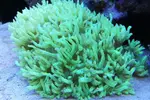 [TodoMarino.com] Ventino's reef