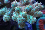 [TodoMarino.com] Ventino's reef