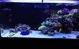 [TodoMarino.com] Ventino's reef