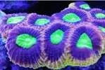 [TodoMarino.com] Ventino's reef
