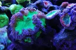 [TodoMarino.com] Ventino's reef